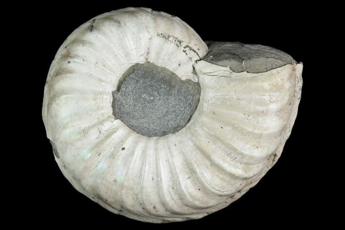 Ammonite (Pleuroceras) Fossil - Germany #125408